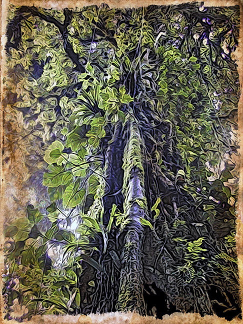 Woodcut Rainforest Tree from Ground