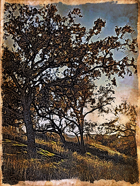 Woodcut Trees in Paseo