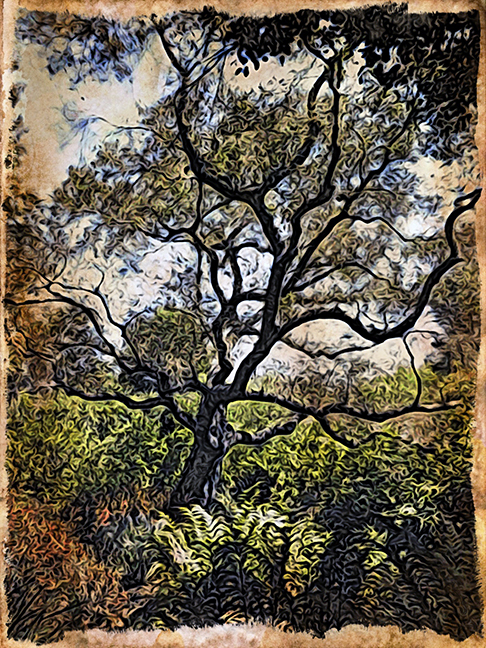 Woodcut Trees in the Country