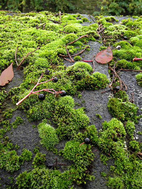 Moss on Belper Wall