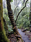 Costa Rica Rainforest.jpg